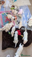 Dalmatian dogs KC registered Dalmatian puppies - Advert 3