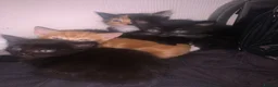 Mixed Breed cats for sale: Kittens - Advert 2