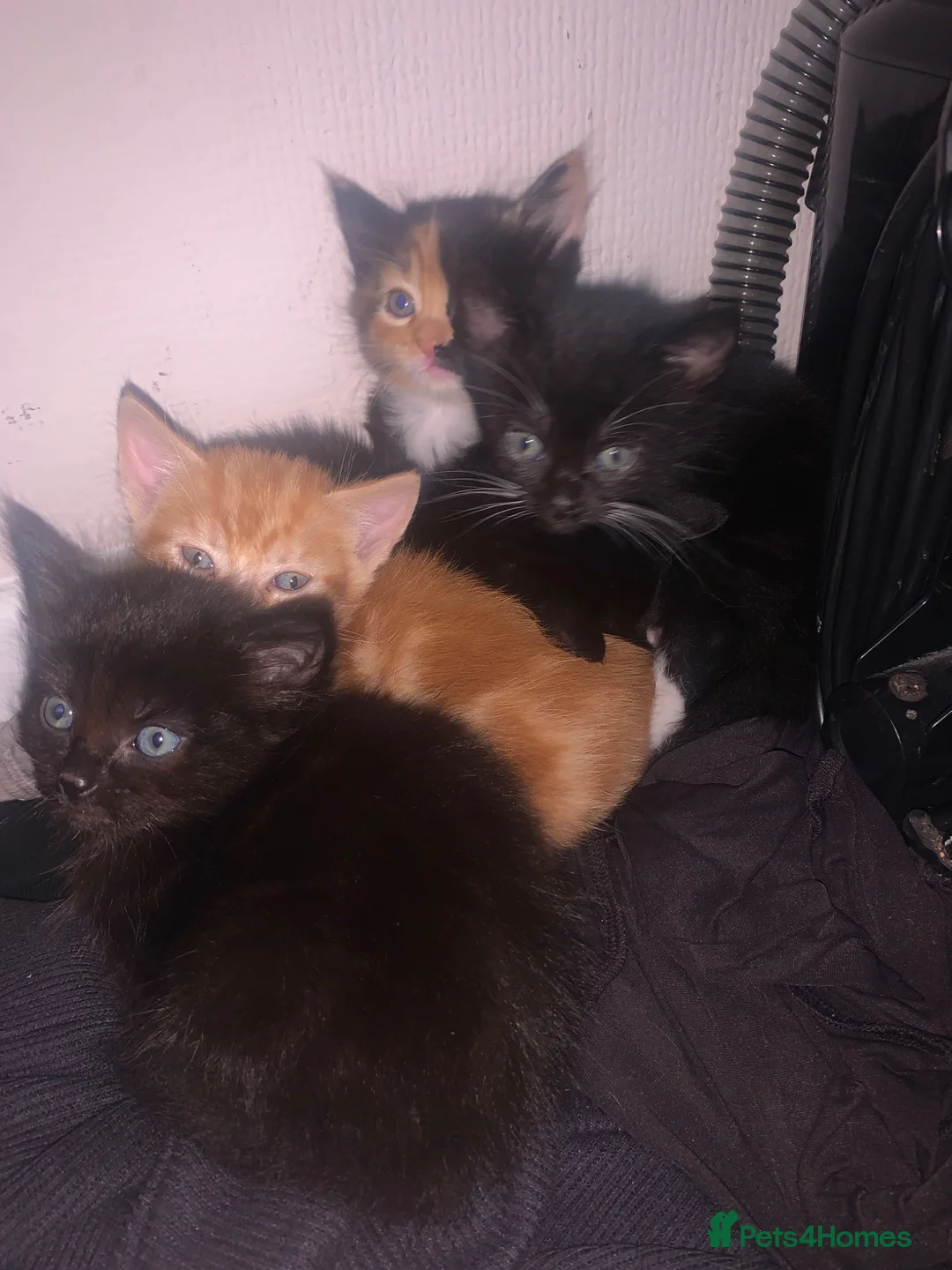 Mixed Breed cats for sale: Kittens - Advert 2