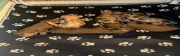 Miniature Dachshund dogs for sale: Male Miniature Dachshunds for sale in Wednesbury - Advert 12