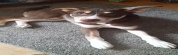 Mixed Breed dogs for sale: Ready Now Beautiful Babie - Advert 8