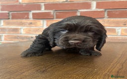 Cocker Spaniel dogs for sale: 🐾🐶 SHOW TYPE COCKER SPANIELS🐶🐾 - Image 12