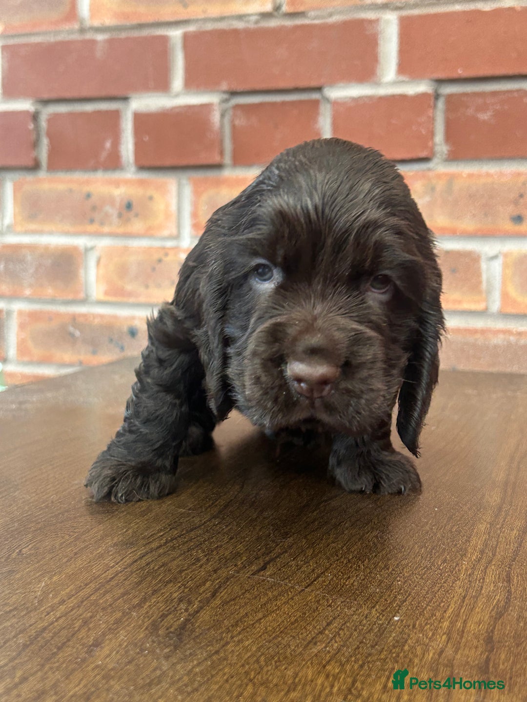 Cocker Spaniel dogs for sale: 🐾🐶 SHOW TYPE COCKER SPANIELS🐶🐾 - Image 12