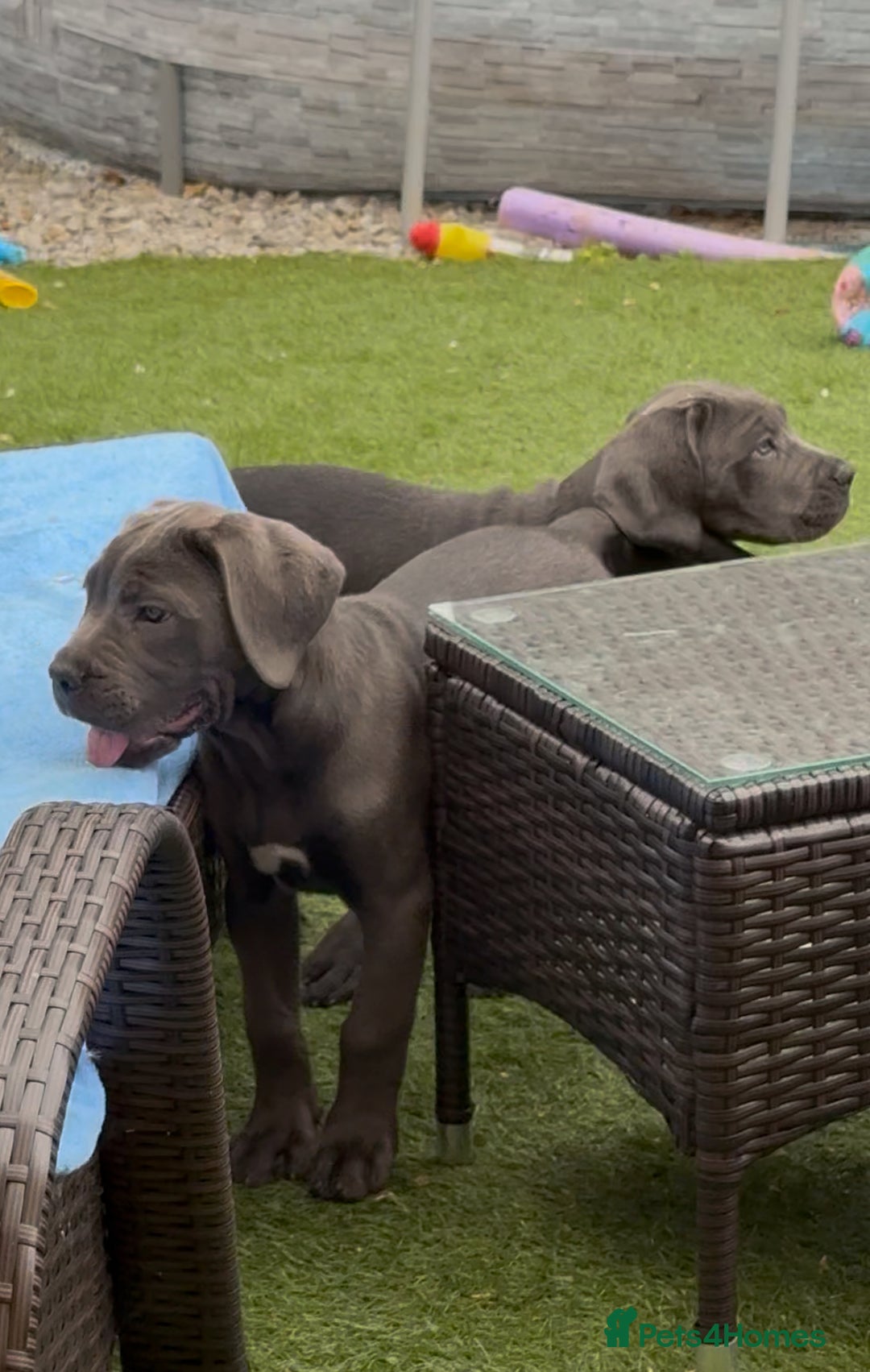 Cane Corso dogs for sale: READY NOW: QUALITY PEDIGREE CANE CORSO PUPPIES - Image 7