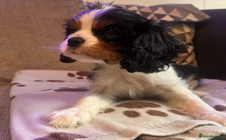 Cavalier King Charles Spaniel dogs - Advert 3