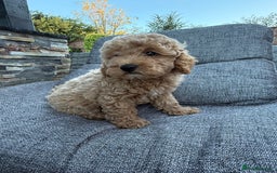 Miniature Poodle dogs for sale: Miniature poodle puppies ready now  - Image 2