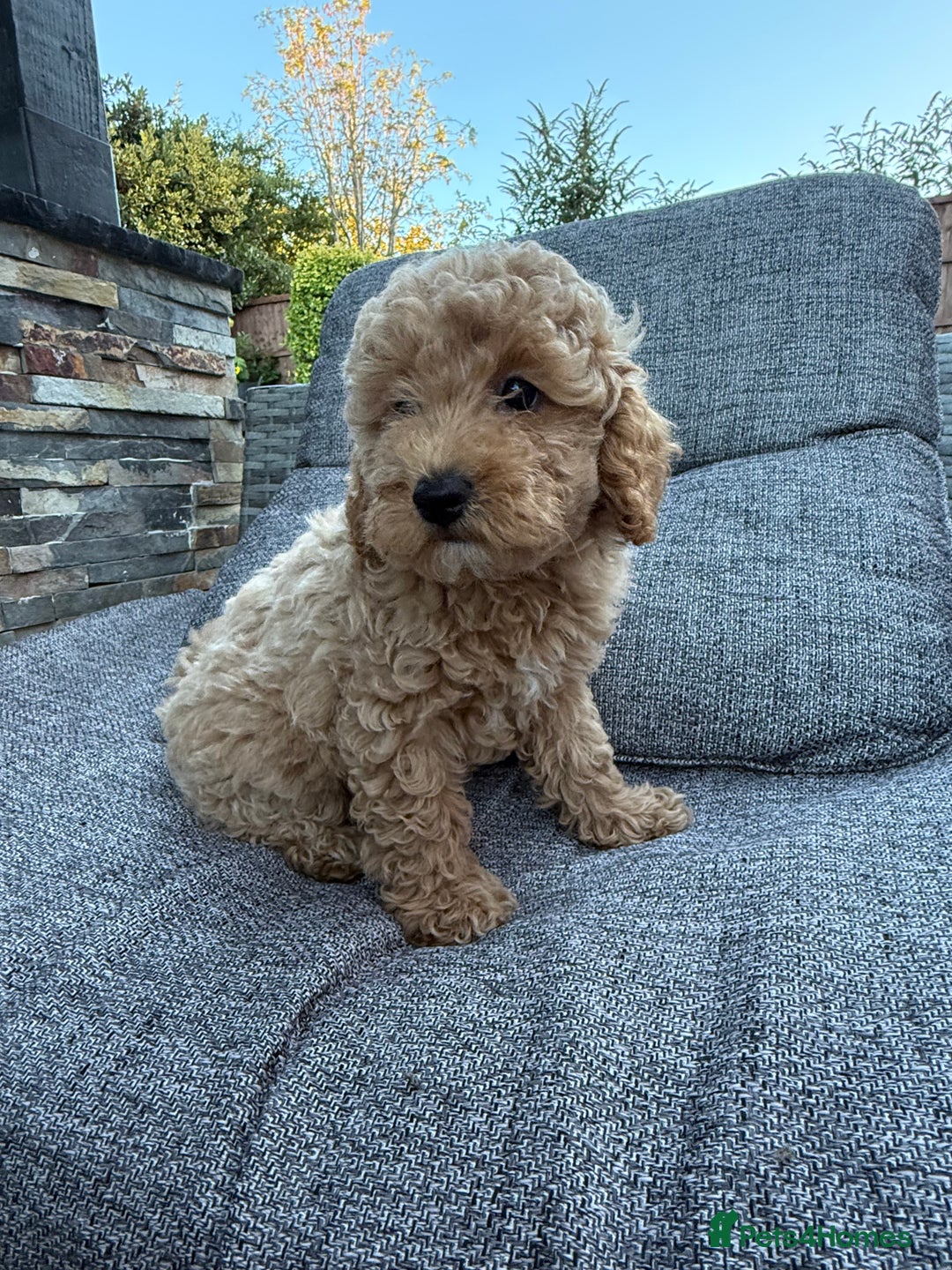 Miniature Poodle dogs for sale: Miniature poodle puppies ready now  - Image 2