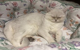 Scottish Fold cats for sale: Kittens 5  - Image 4