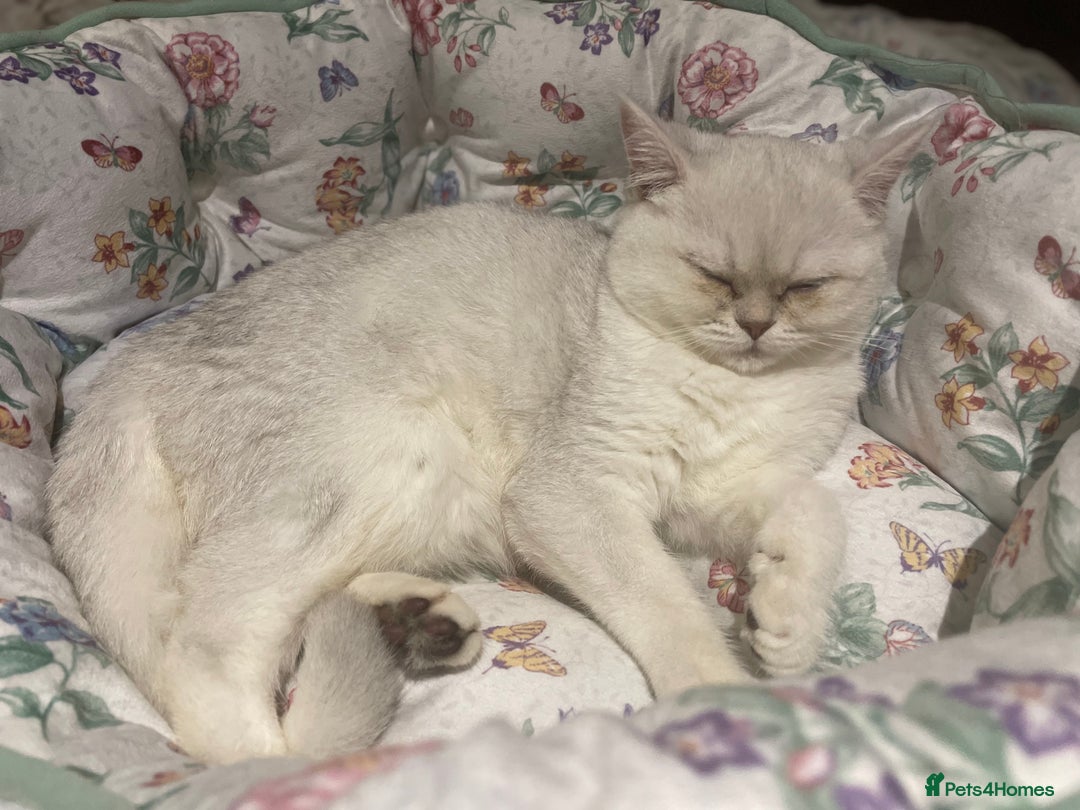 Scottish Fold cats for sale: Kittens 5  - Image 4