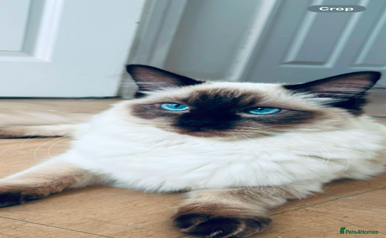 Ragdoll cats - Advert 1