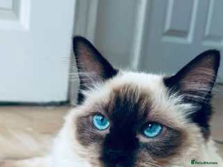 Ragdoll cats 🩵stormzy boy 🩵 - Advert 1