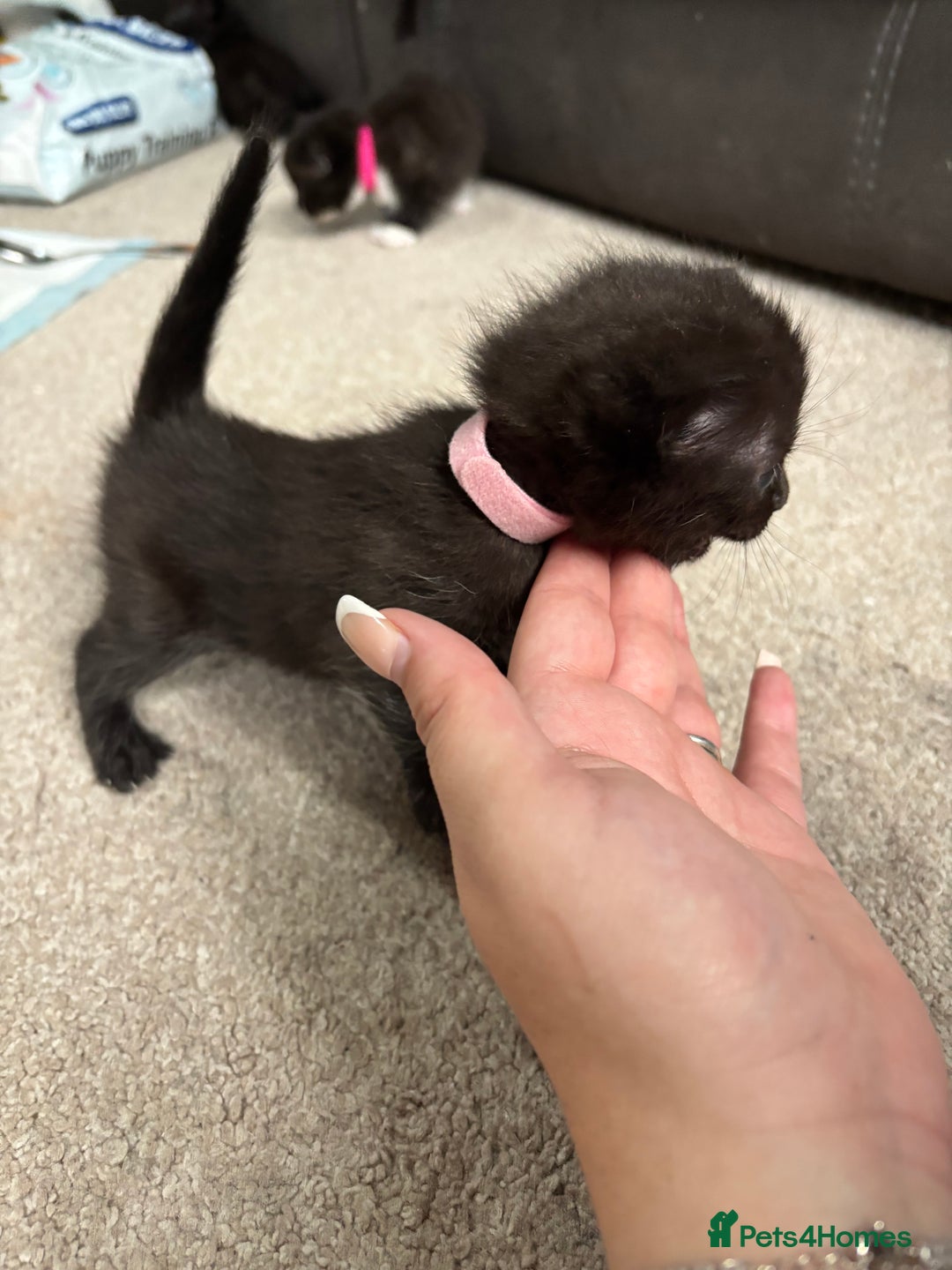 Domestic Shorthair cats for sale: Black and grey kittens - Image 11