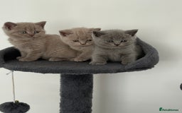 British Shorthair cats for sale: British shorthair kittens  - Image 5