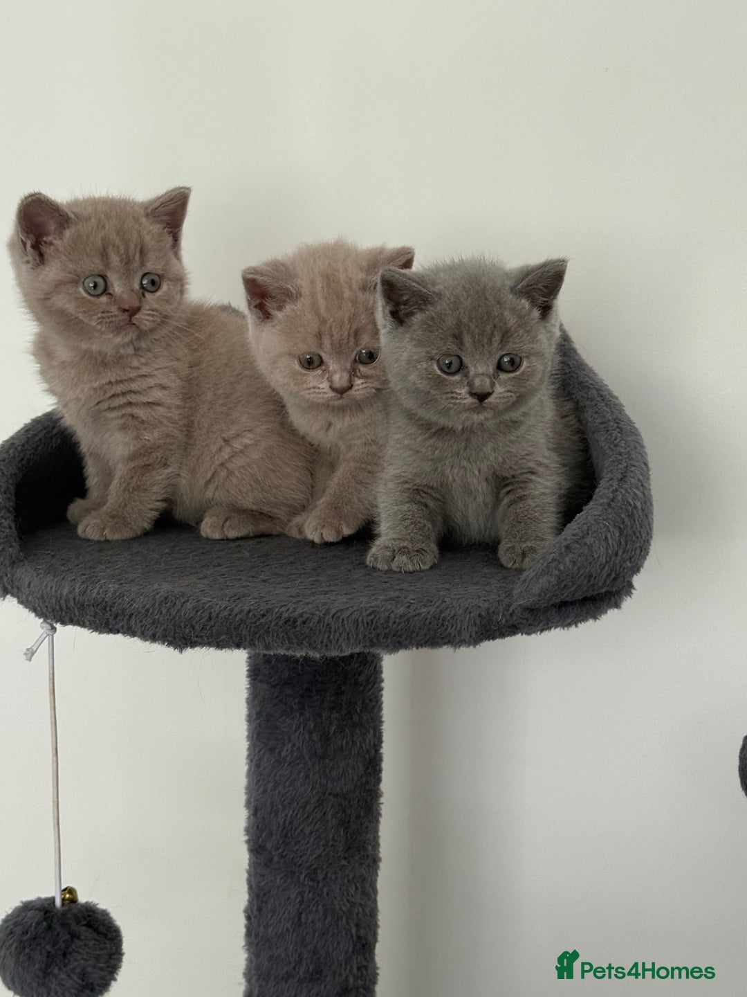 British Shorthair cats for sale: British shorthair kittens  - Image 5