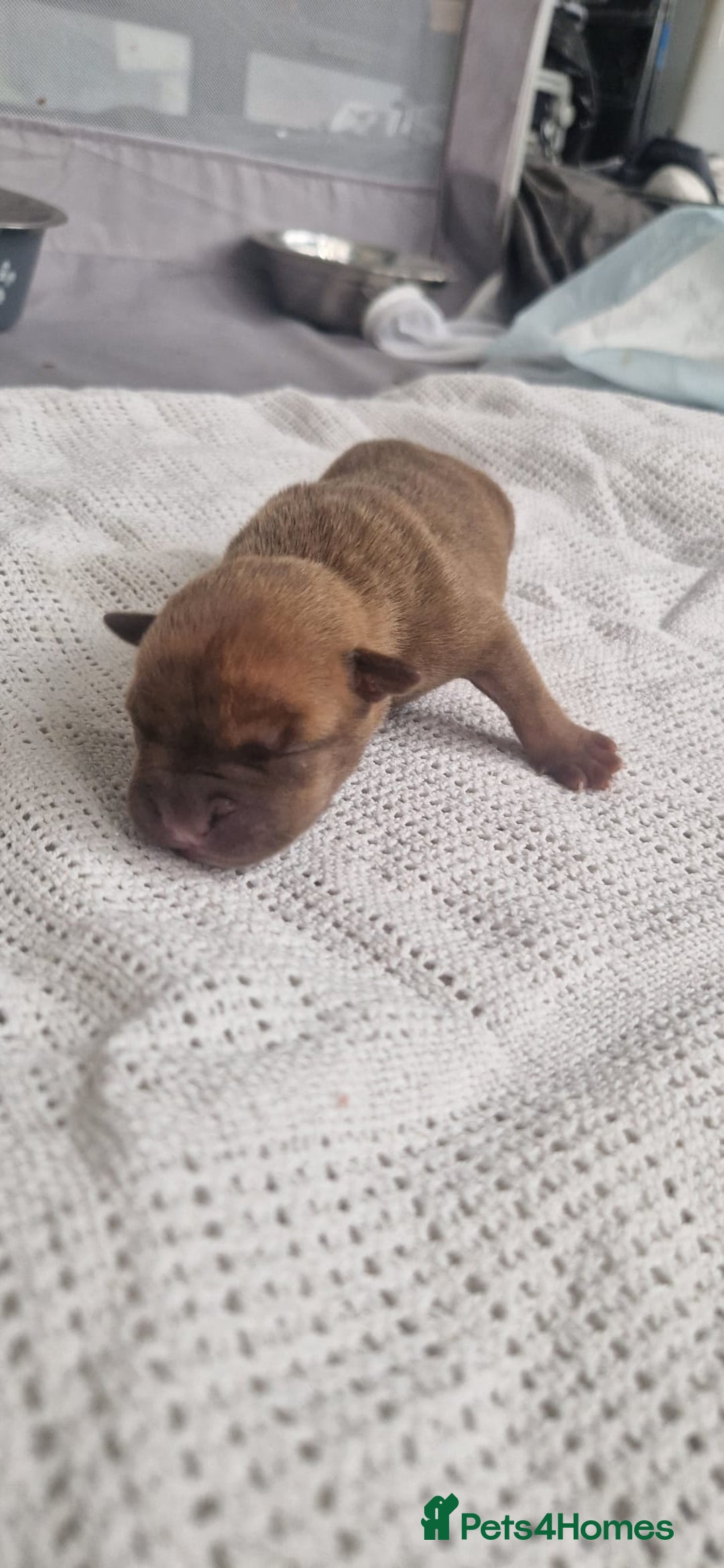 Mixed Breed dogs for sale: Top level Crossbreed pups - Image 7