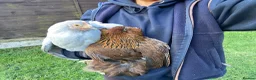 Chickens poultry for sale: Female bantams- Silkies, Polish, Pekins and Booted - Advert 2