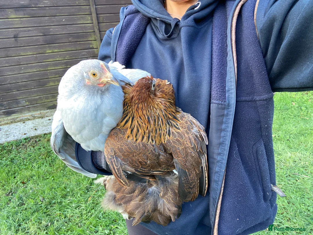 Chickens poultry for sale: Female bantams- Silkies, Polish, Pekins and Booted - Advert 2