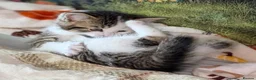 Domestic Shorthair cats for sale: Domestic Shorthair Kittens - Advert 16