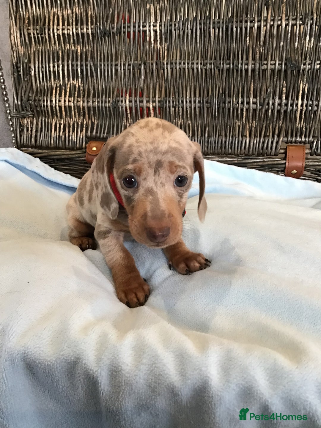 Miniature Dachshund dogs for sale: KC Miniature Dachshund 1 Choc & Isabella Dapple!!! - Advert 16