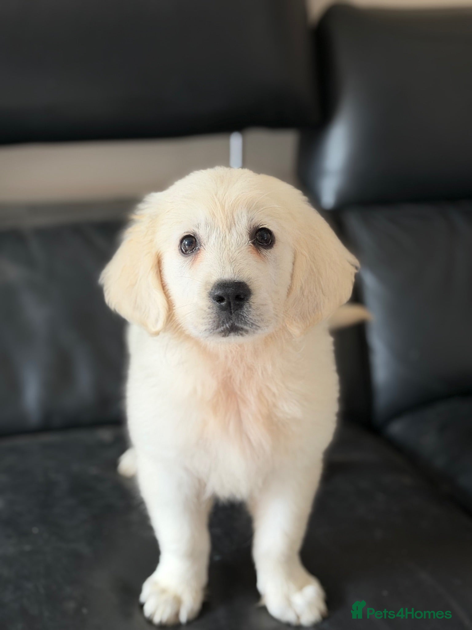 Golden Retriever dogs 1 stunning white girl KC REG TESTED PARENTS!  - Advert 4