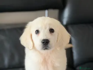 Golden Retriever dogs 1 stunning white girl KC REG TESTED PARENTS! - Advert 6