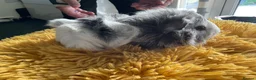 Guinea Pig rodents for sale: Georgeous Piggles - Advert 11