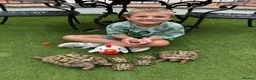 Hermann Tortoise reptiles for sale: I year hand nurtured Hermann juveniles in Barry - Advert 3