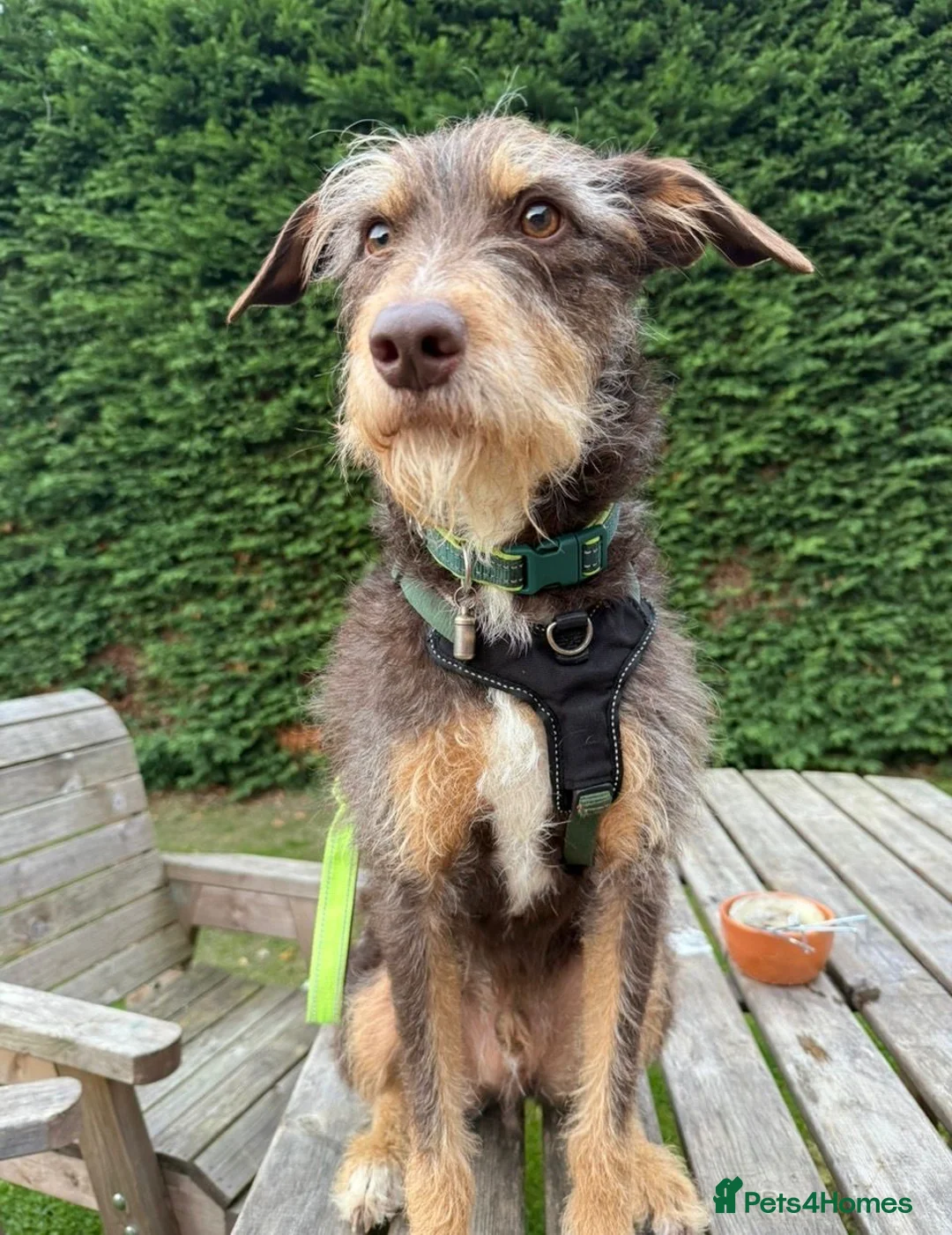 Mixed Breed dogs for adoption: 🚨 A Safe Place for Hermes  - Advert 2