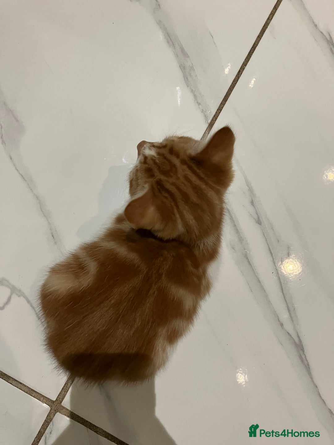 Mixed Breed cats for sale: 2 beautiful ginger boys  - Image 10