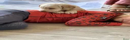 Labradoodle dogs for sale: Two gorgeous male labradoodles 💙💙 - Advert 1