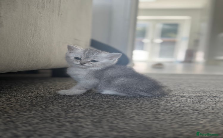 Scottish Fold cats - Advert 2