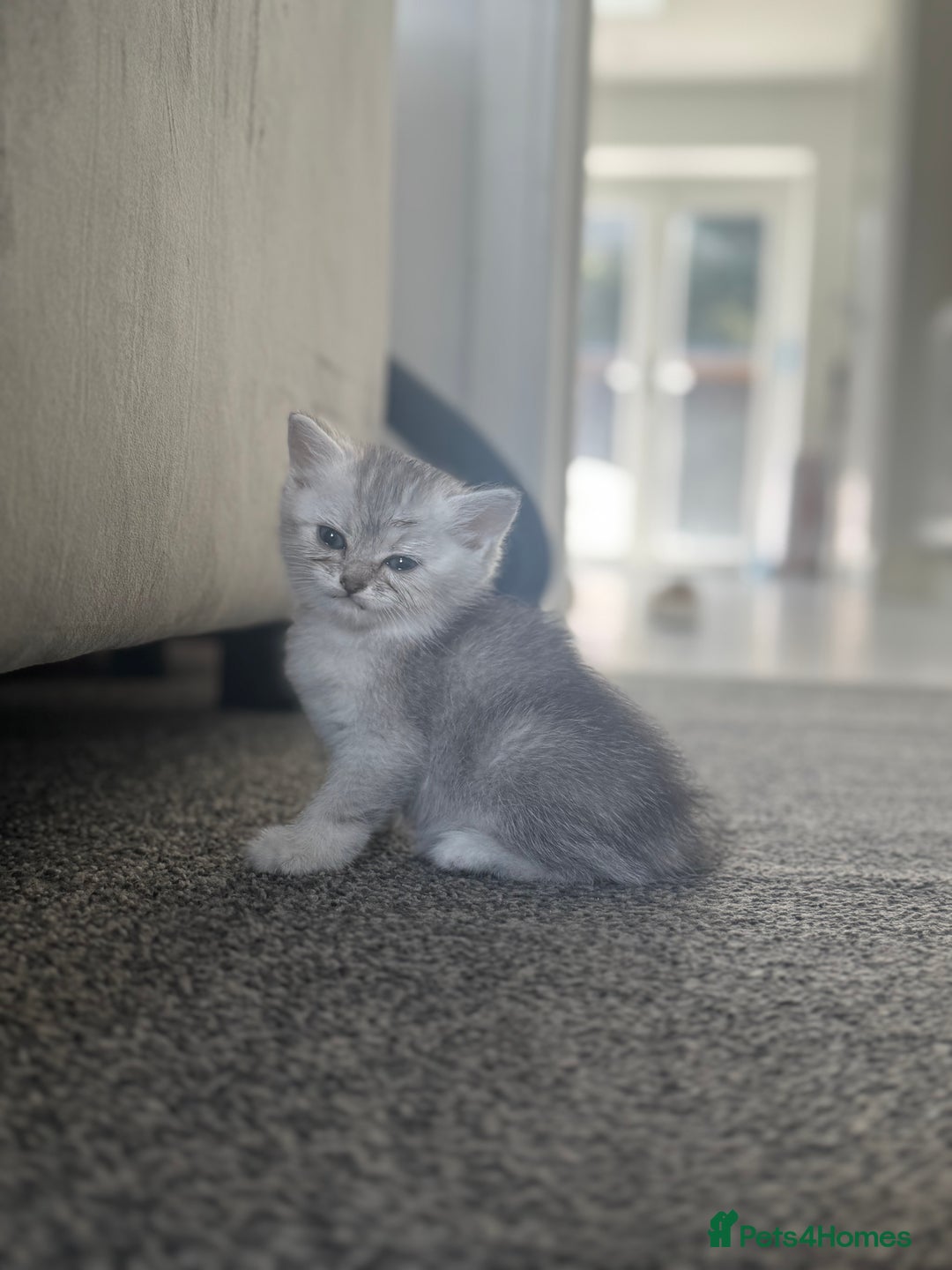 Scottish Fold cats for sale: 🐾 Beautiful Scottish Fold Kittens for Sale 🐾 - Image 1
