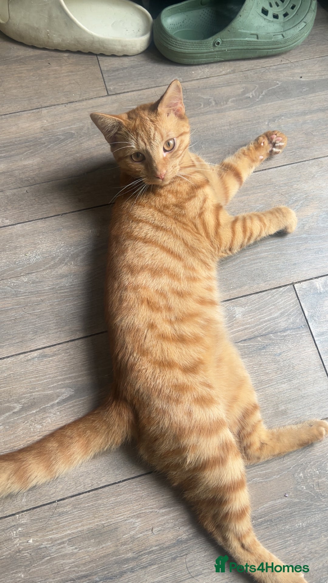 Mixed Breed cats for sale: Ginger Boy - Image 3