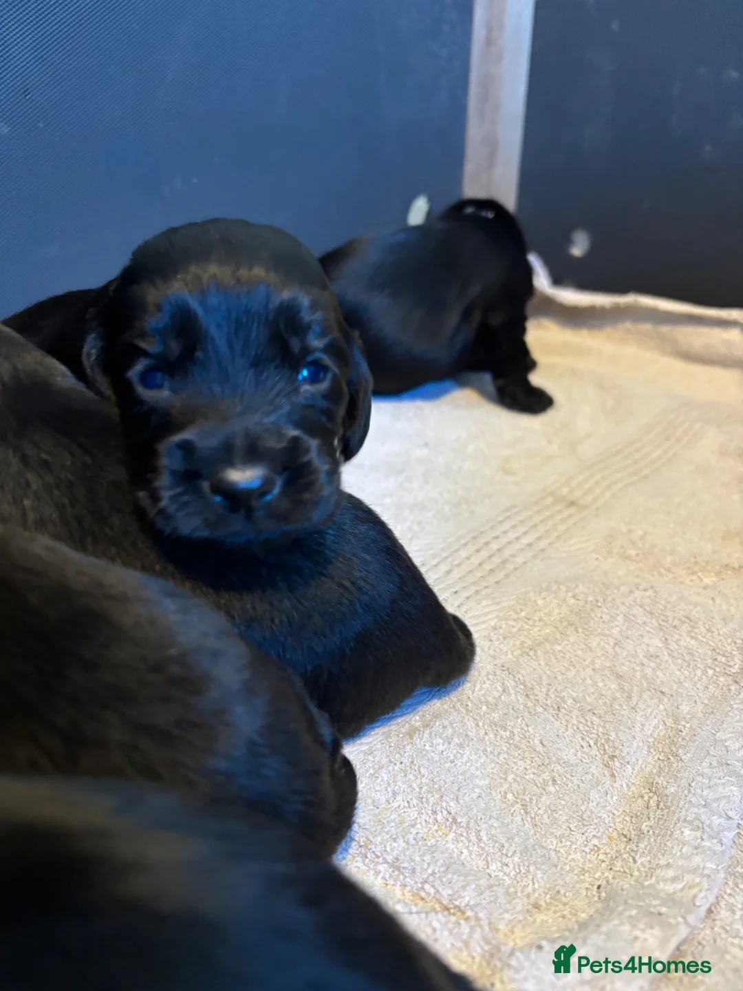 Cocker Spaniel dogs for sale: Outstanding KC reg working cocker spaniel pups in Alresford - Advert 2