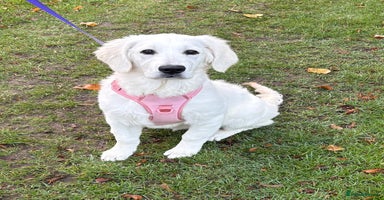 Golden Retriever dogs - Advert 5