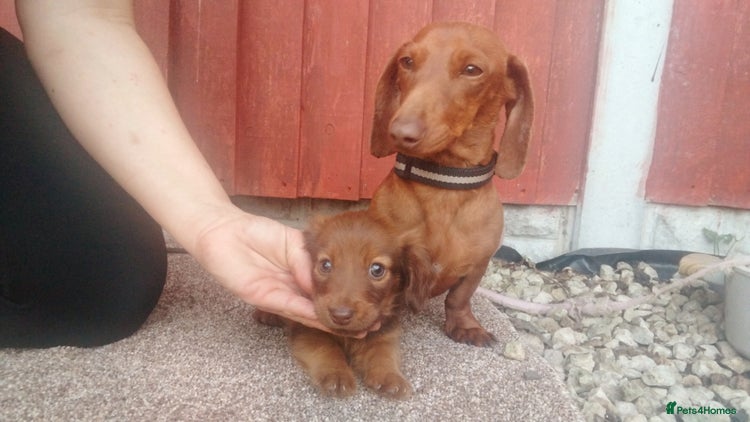 Miniature Dachshund dogs - Advert 1