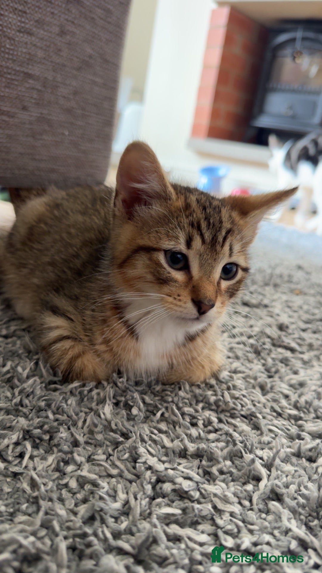American Shorthair cats 2 MALE KITTENS  **   - Advert 2
