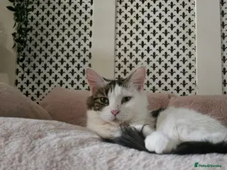 Mixed Breed cats 4 beautiful kittens - Advert 4