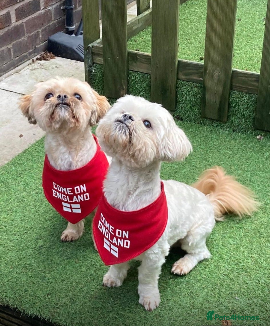 Shih Tzu dogs 2 brother 11years old  - Advert 3