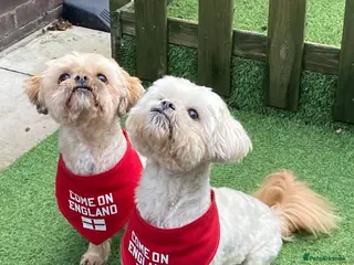 Shih Tzu dogs 2 brother 11years old - Advert 9