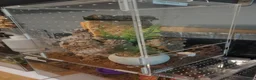 Tarantulas invertebrates for sale: Collection of tarantulas & equipment for new home  - Advert 2