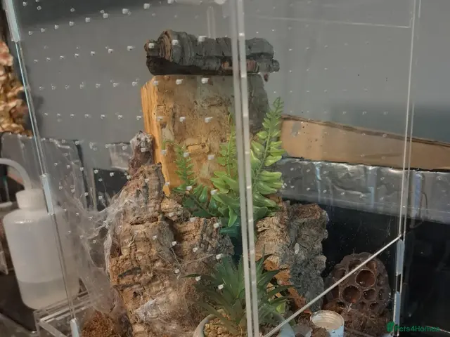 Tarantulas invertebrates for sale: Collection of tarantulas & equipment for new home - Advert 2