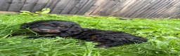 Cockapoo dogs for sale: 5 beautiful cockapoos ready now  in Stafford - Advert 4