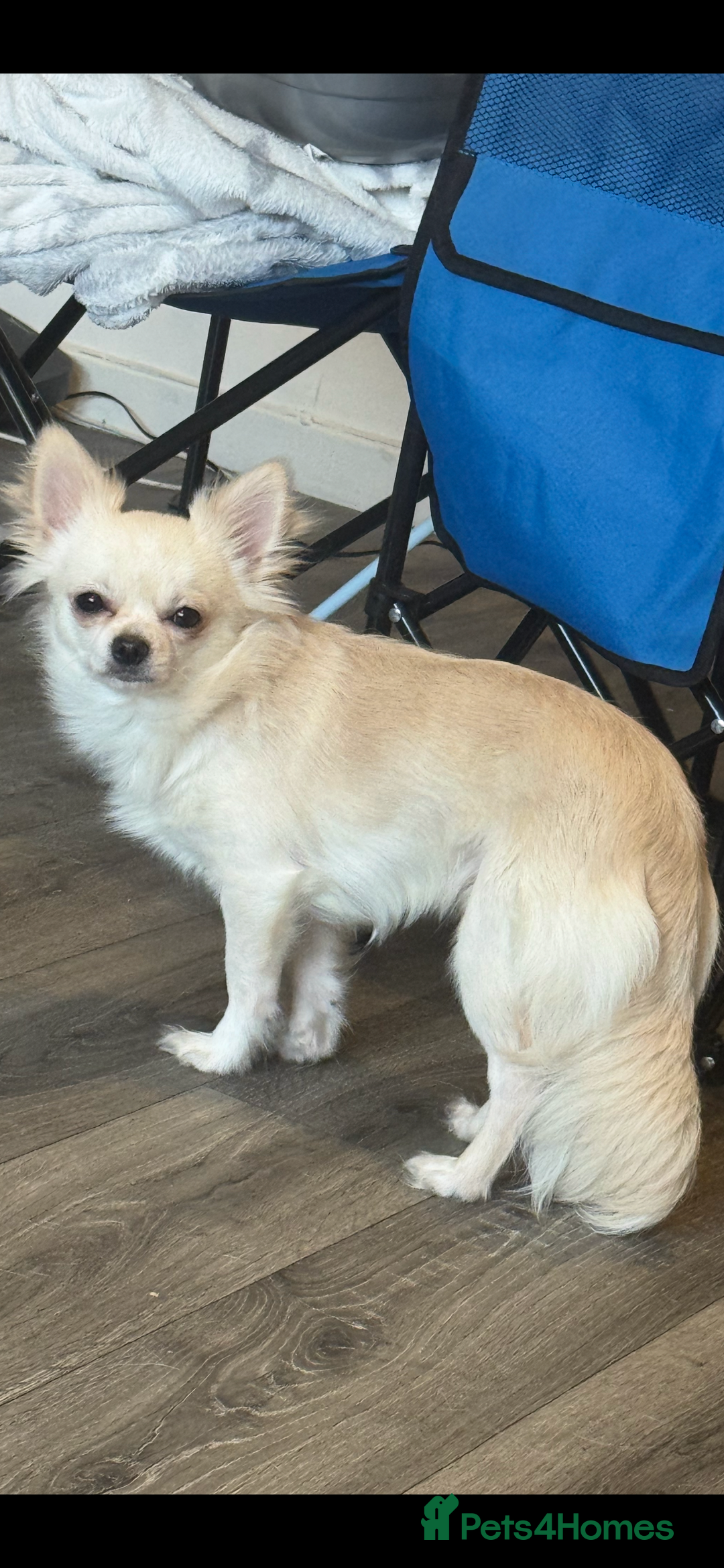 Chihuahua dogs for stud: STUD Chihuahua  - Advert 1