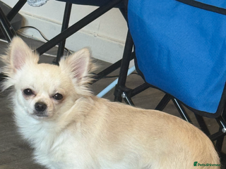 Chihuahua dogs STUD Chihuahua - Advert 4