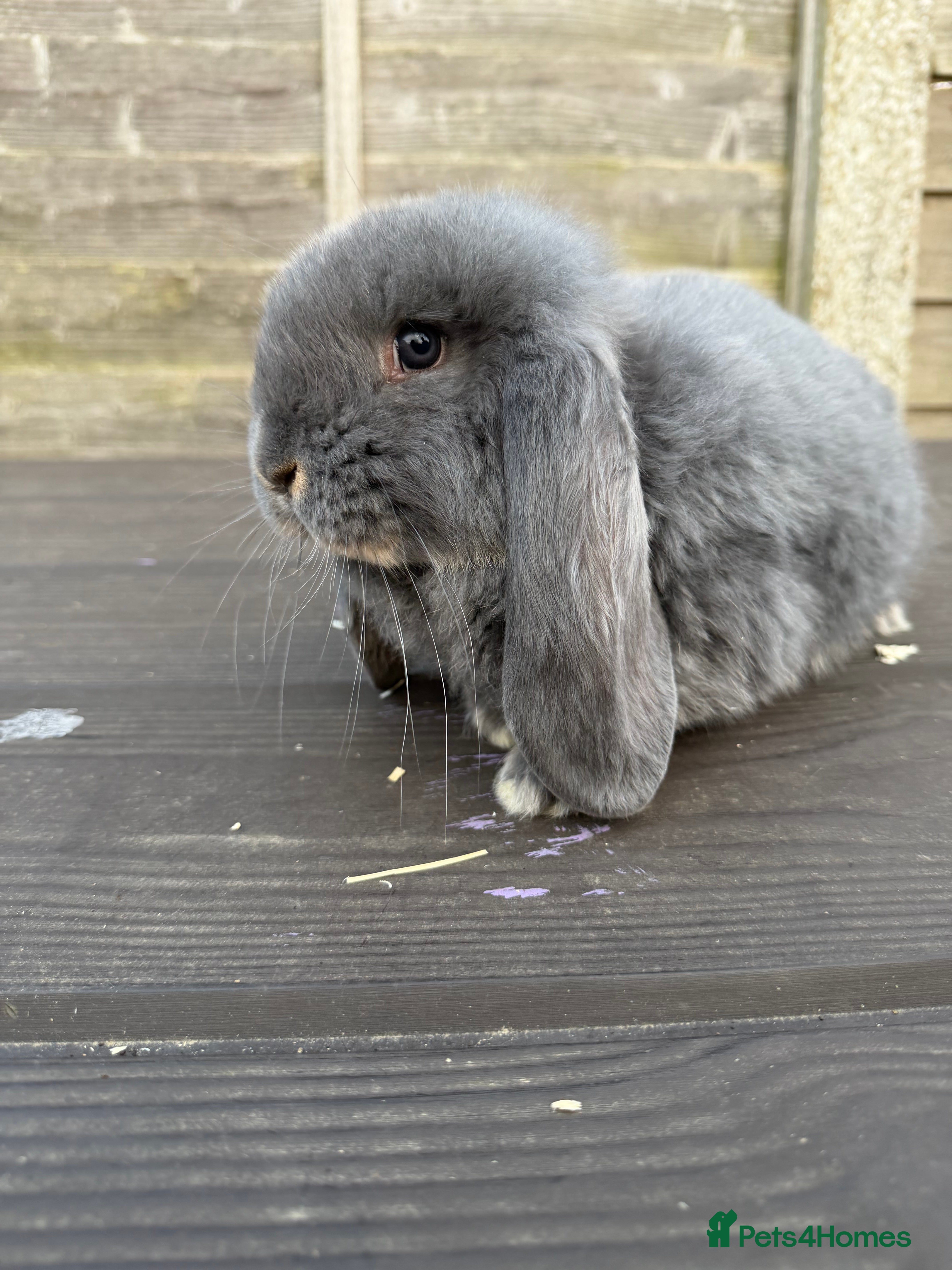French Lop rabbits French lops  - Advert 8