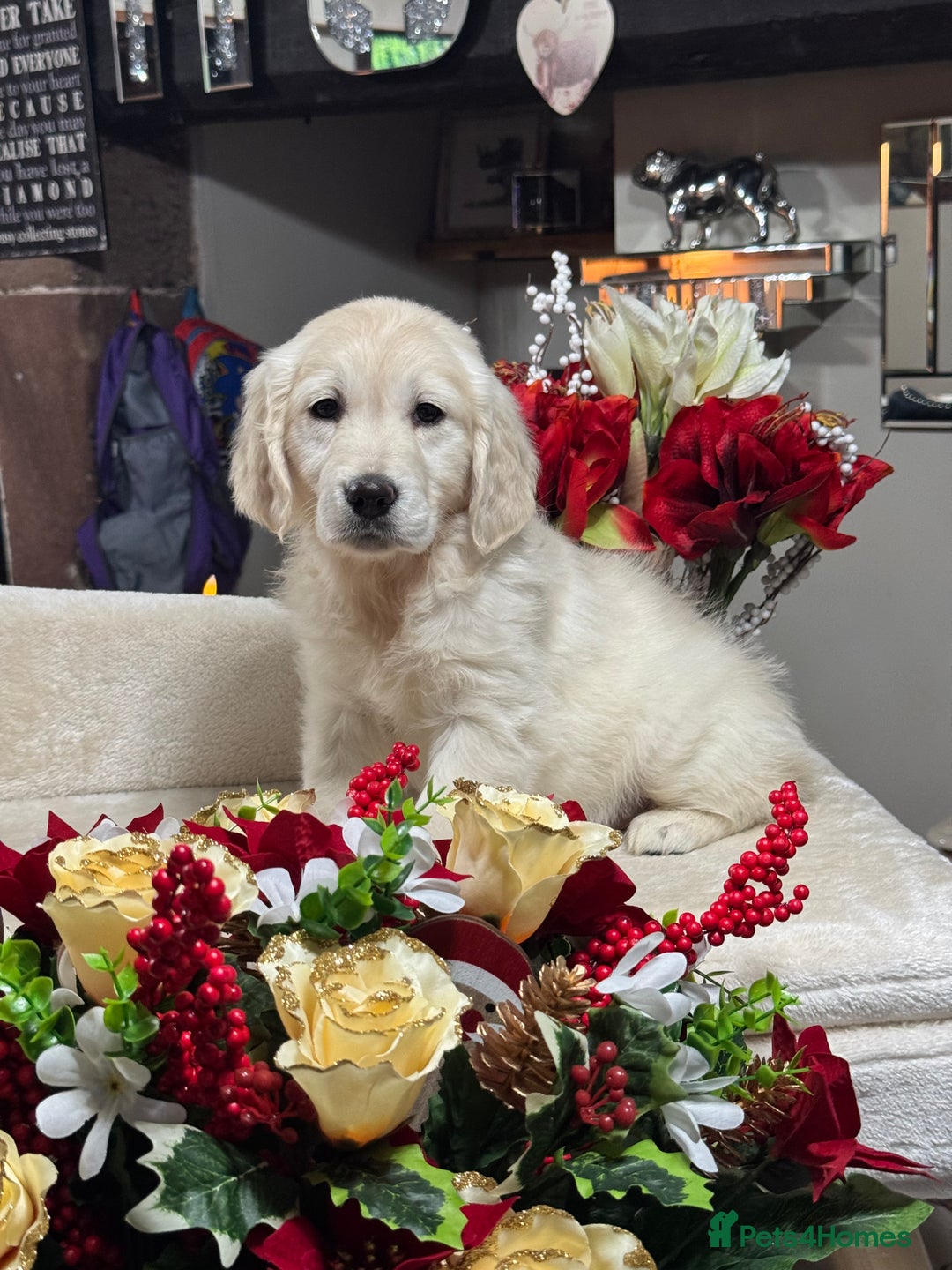 Golden Retriever dogs for sale: 10 gorgeous kc reg golden retriever puppies  - Advert 3