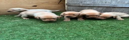 Labrador Retriever dogs for sale: KC registered Red Labrador puppies in Middlewich - Advert 4