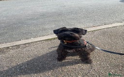 Miniature Schnauzer dogs for sale: Adult Female Miniature Schnuazer  - Image 2