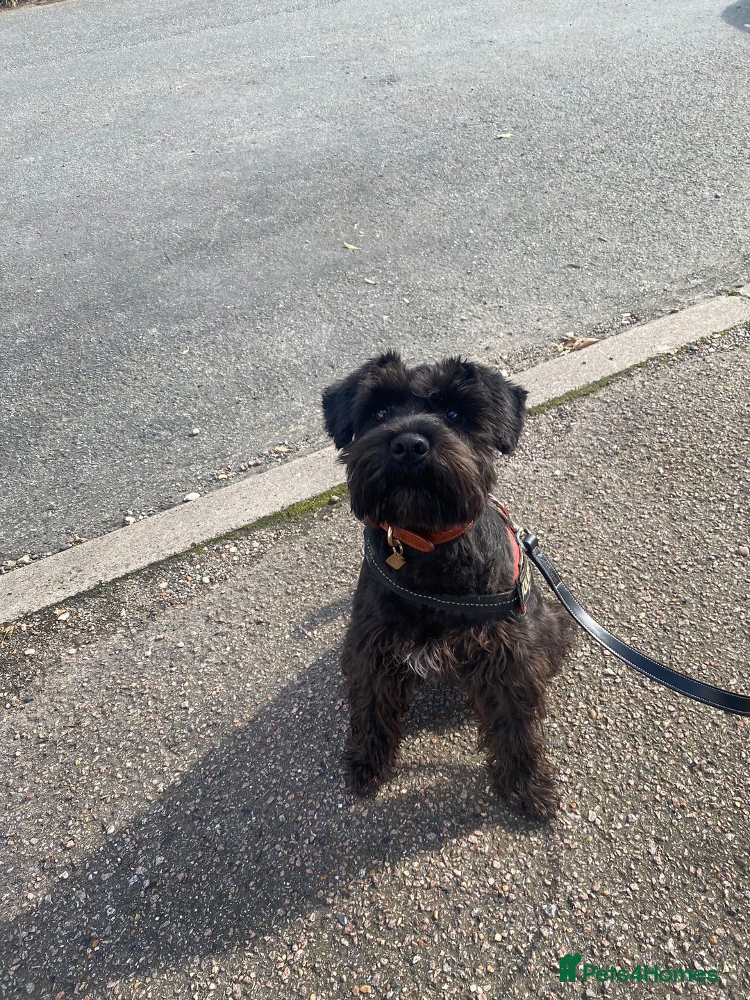 Miniature Schnauzer dogs for sale: Adult Female Miniature Schnuazer  - Image 2